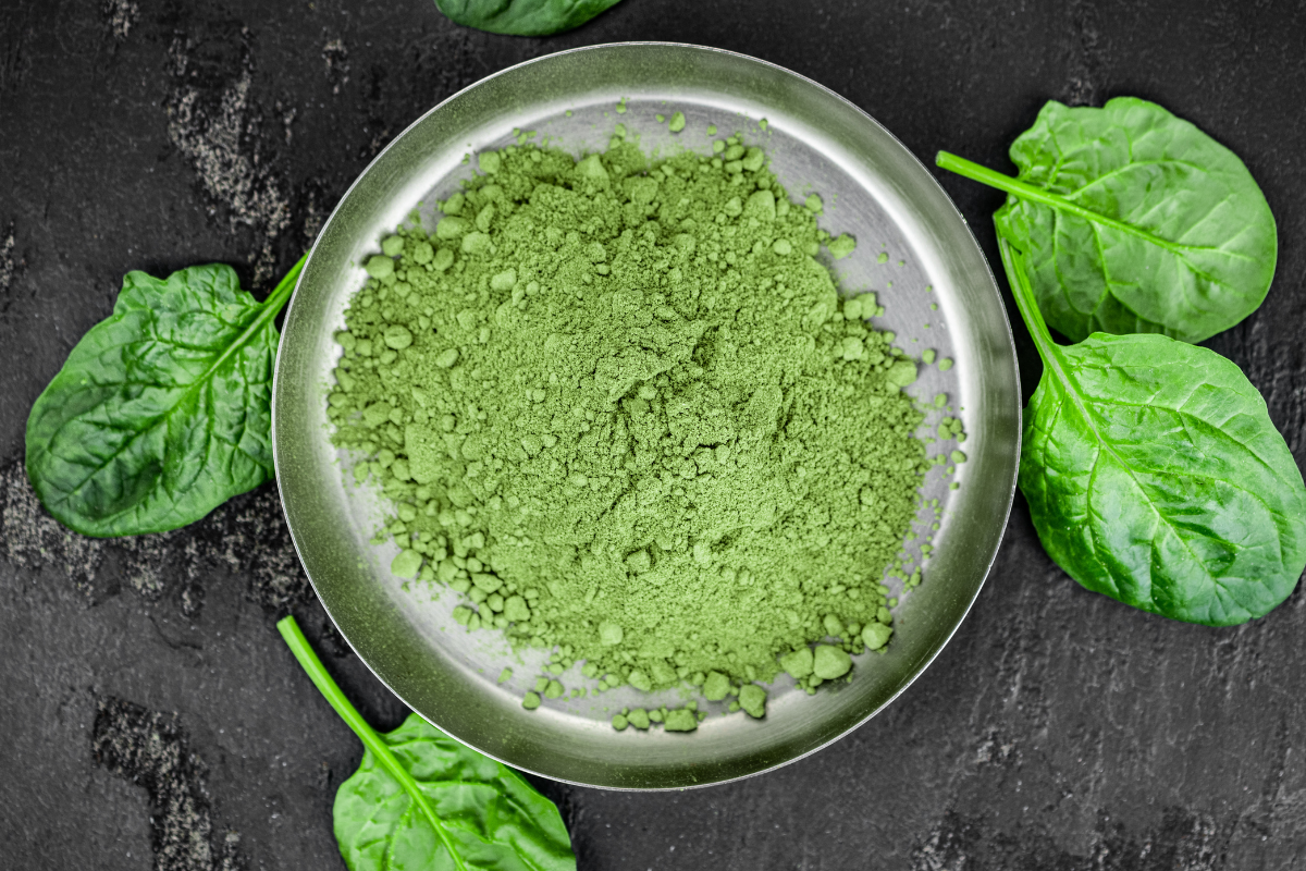 Premium Spinach Powder Exporter from India