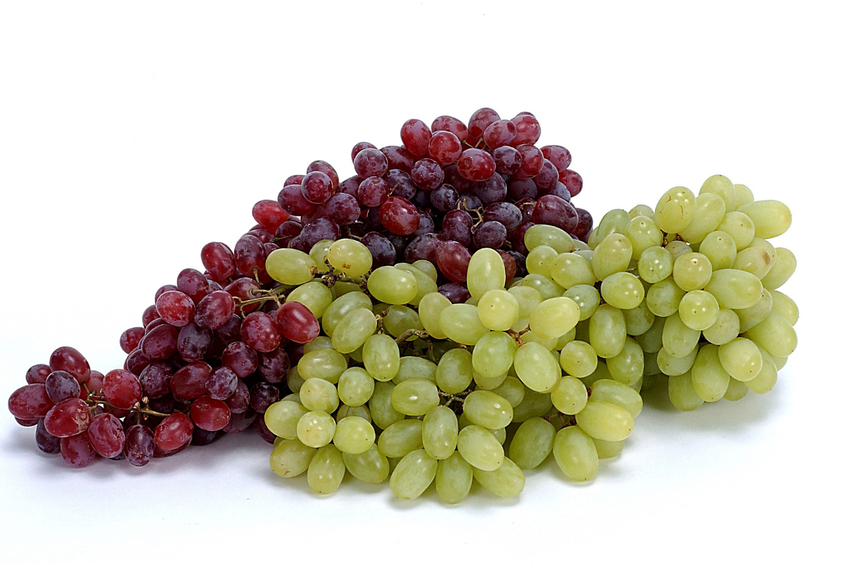 Premium Fresh Grapes Exporter from India