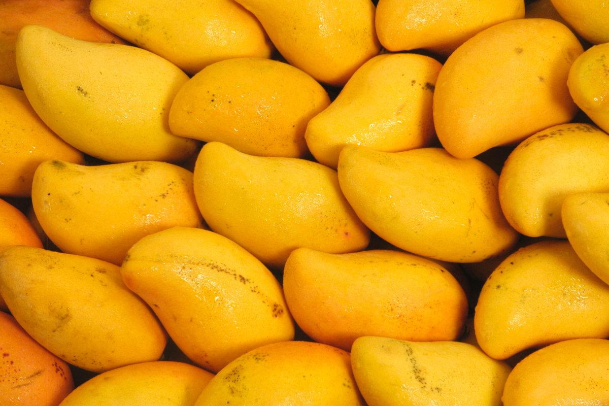 Fresh Mango Exporter India