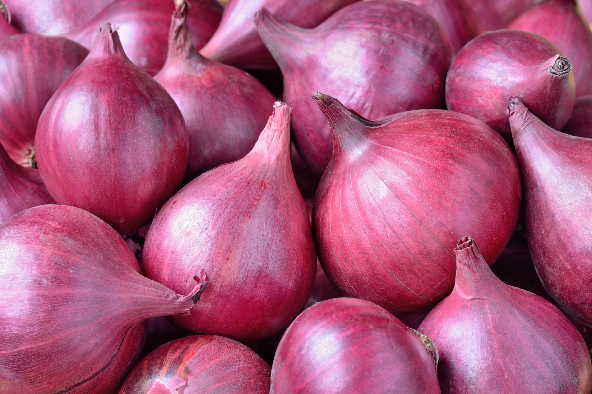 Premium Fresh Onion Exporter from India